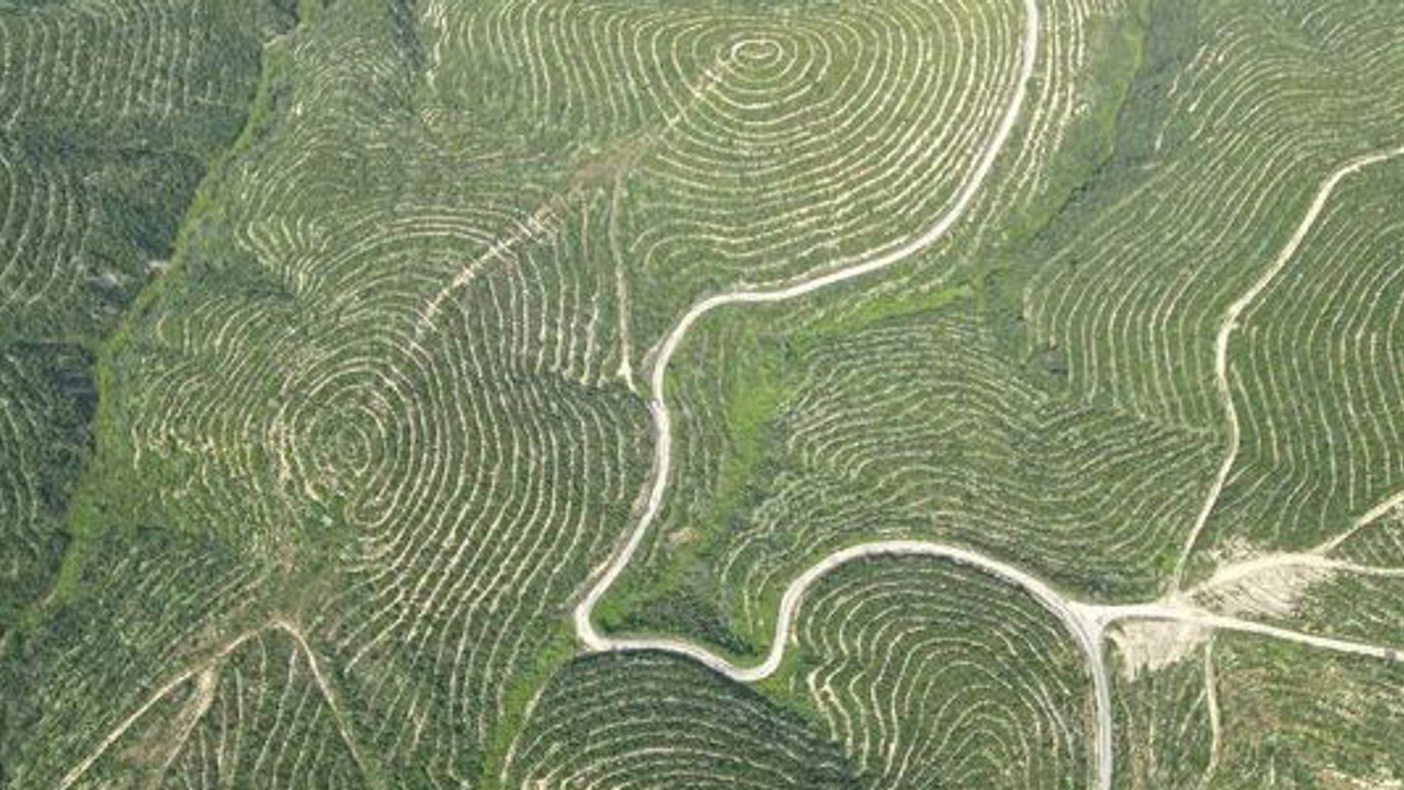 Kozan'da yangınların yaralarını saran 650 bin fidan toprakla buluştu