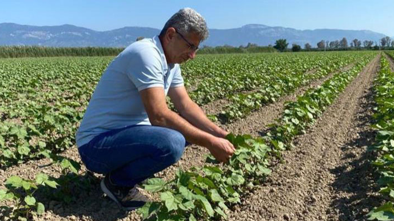 Aydın'da pamuklar kontrol altına alınıyor