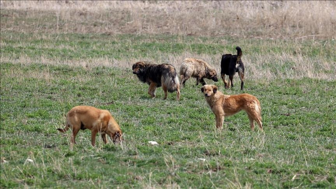 Ankara'da başıboş köpek sorunu! Altındağ'da başıboş köpekler dehşet saçıyor!