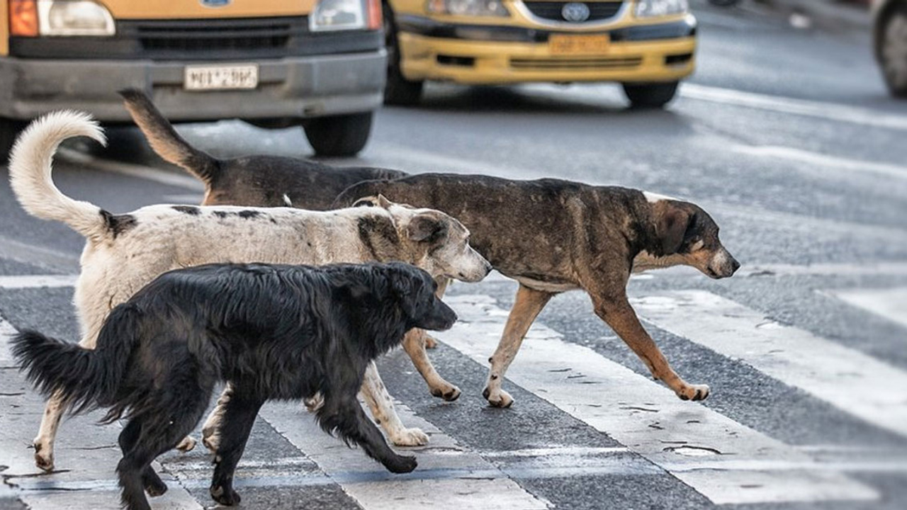 Ankara Çubuk’ta sokak köpekleri yavru ayıya saldırdı