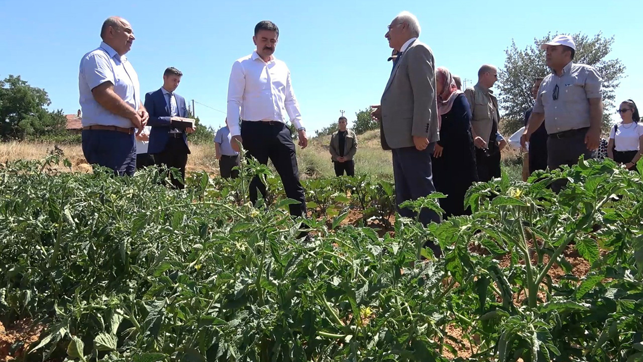 Kırıkkale'de ata tohumlarından organik tarım