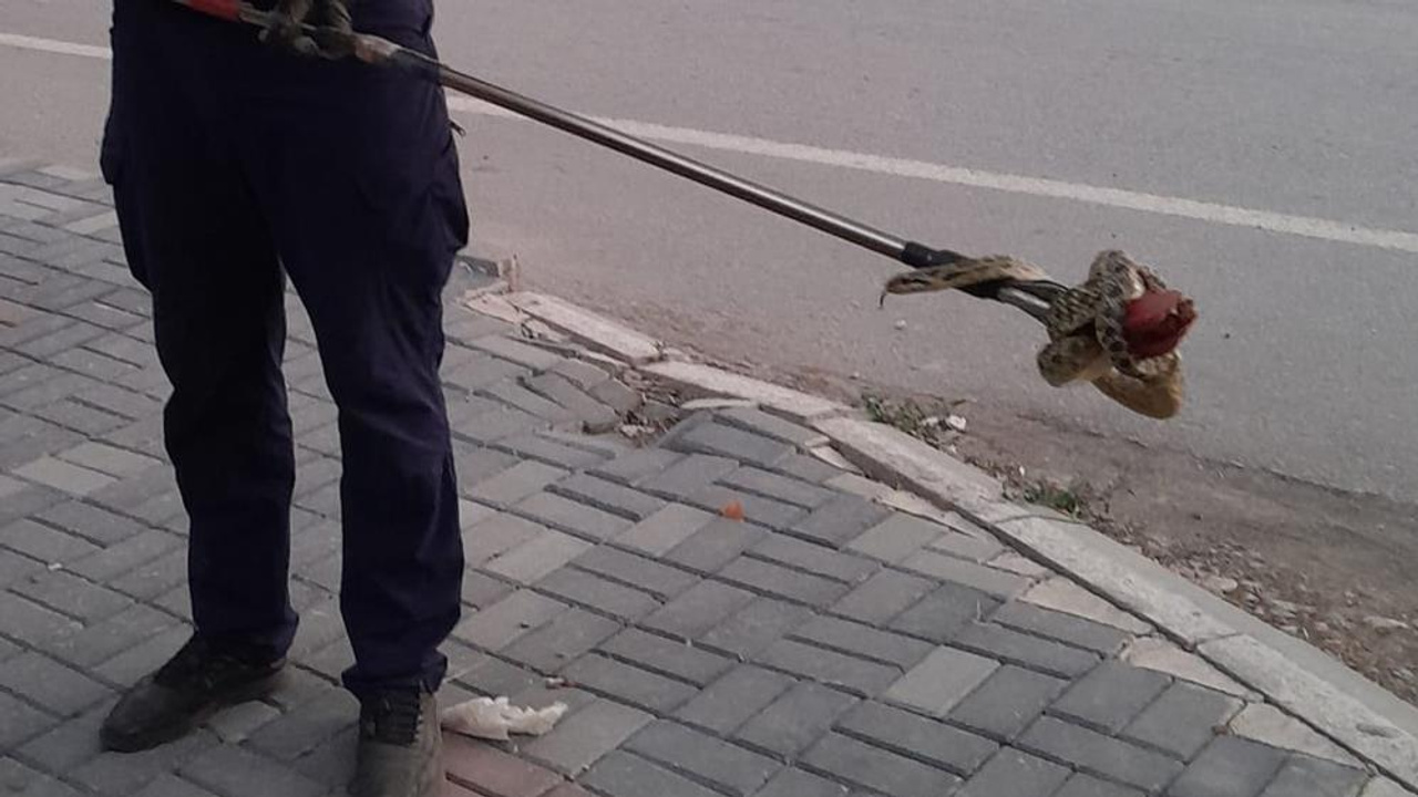 Kırıkkale'de evin bahçesine giren yılanı itfaiye çıkardı