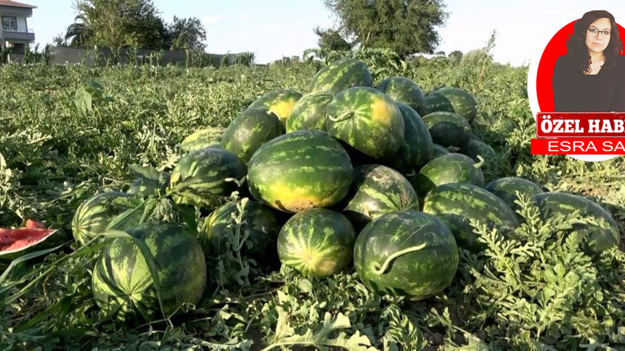 Organik tarımda gübreye rakip: Leonardit