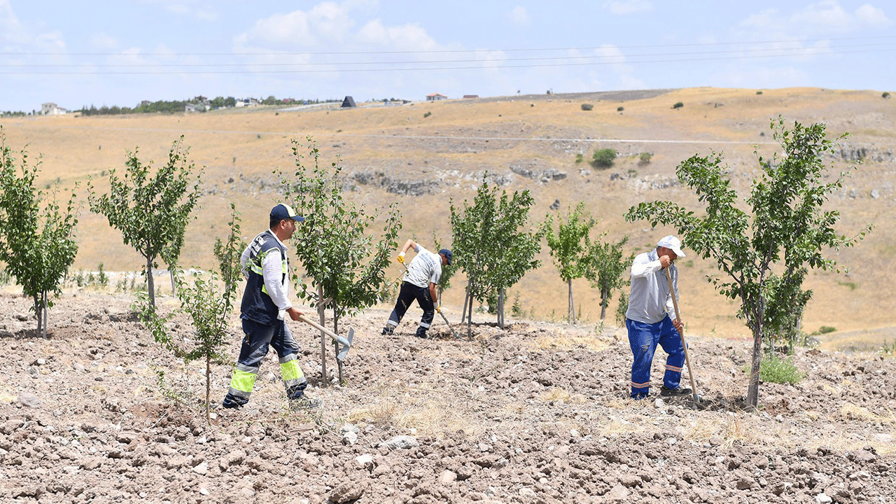 Altındağ'ın Meyve Ormanı bereket saçıyor