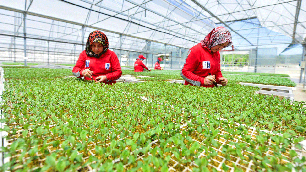 ABB’nin Beypazarı serası üretiyor