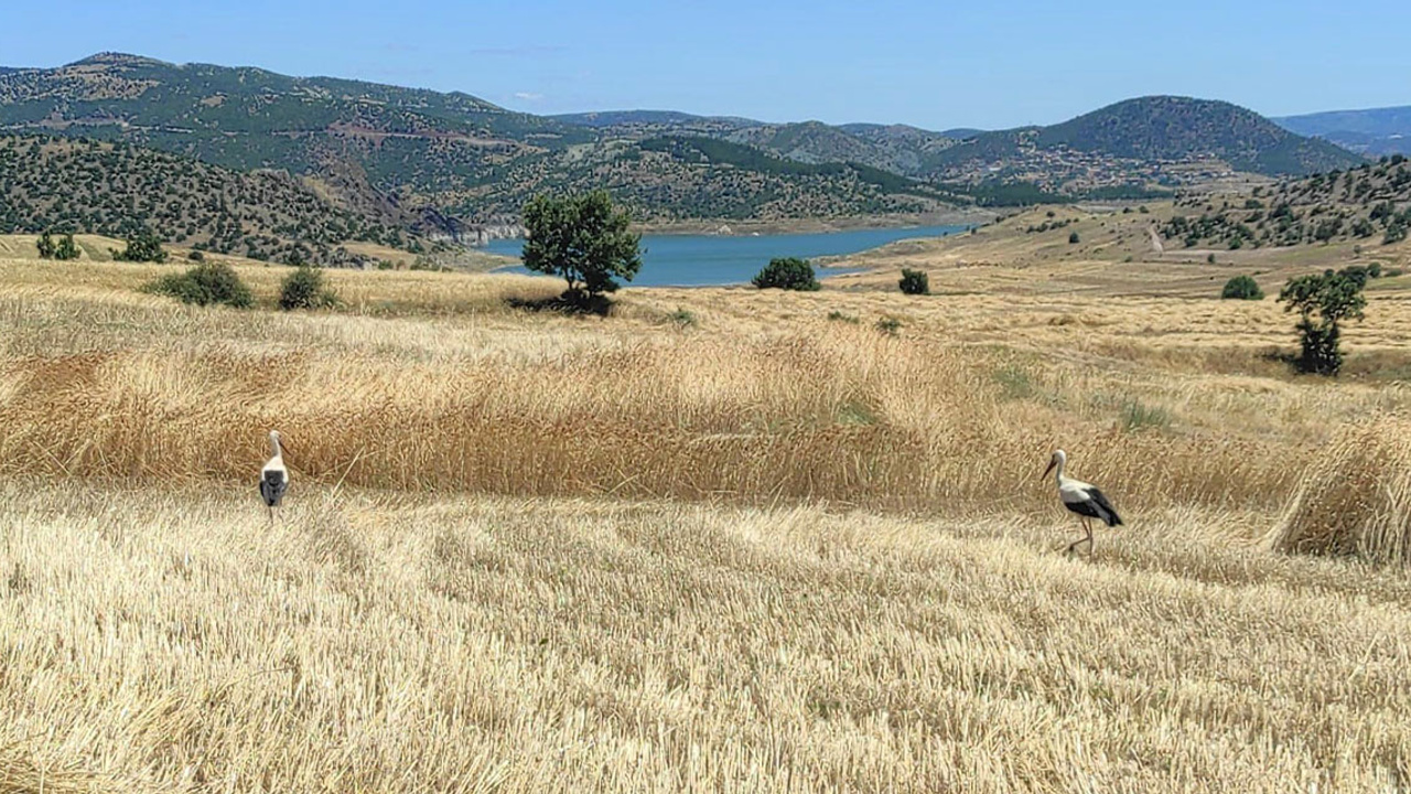 Yozgat’ta leylekler hasat edilen tarlalarda yiyecek arıyor