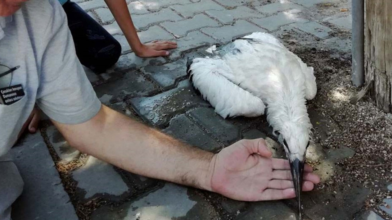 Kırıkkale'de leylek yavrusu tedaviye alındı: Caminin kubbesindeki yuvasından düştü