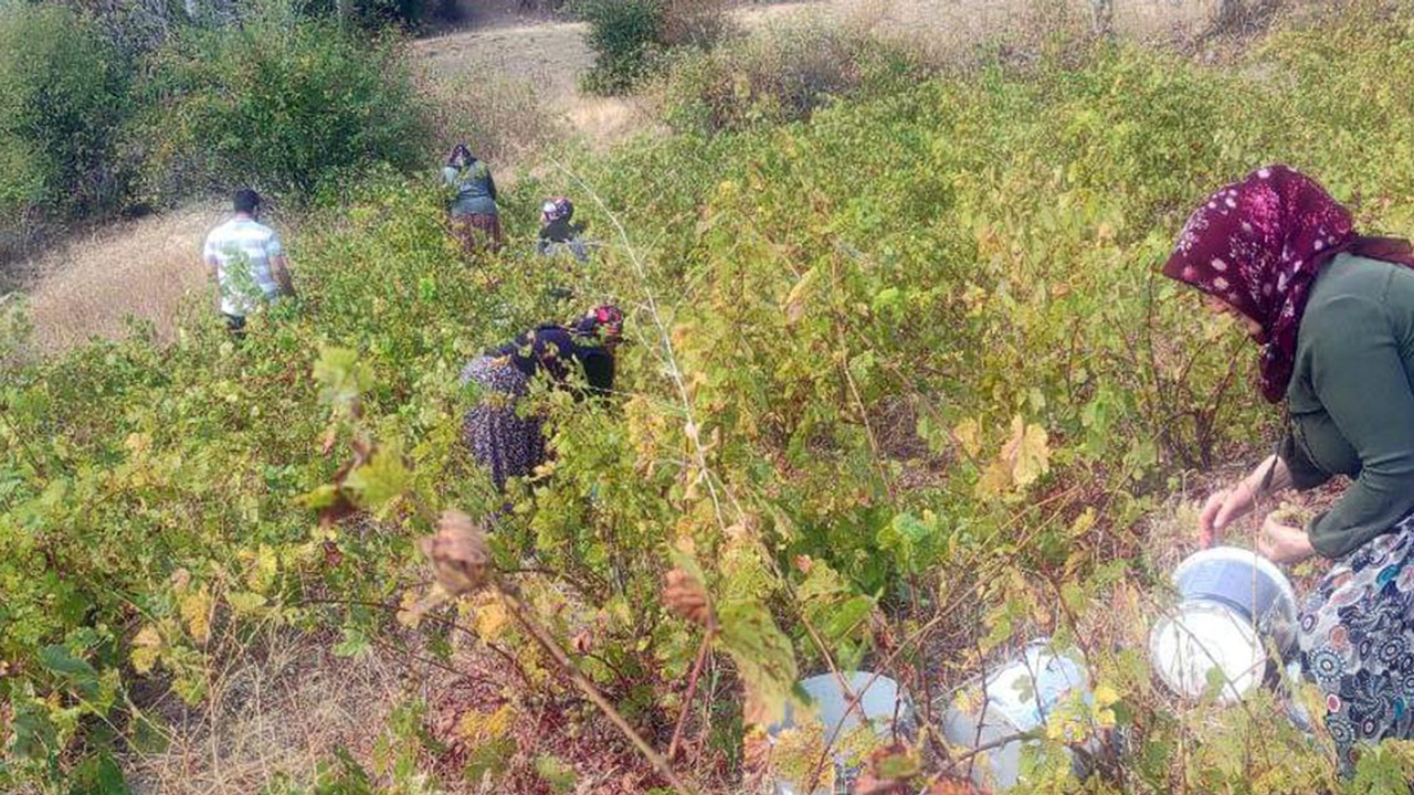 Yozgat'ın üzümleri tezgahtaki yerini aldı