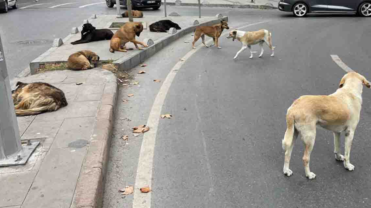 Sokak köpekleri sorunu büyüyor