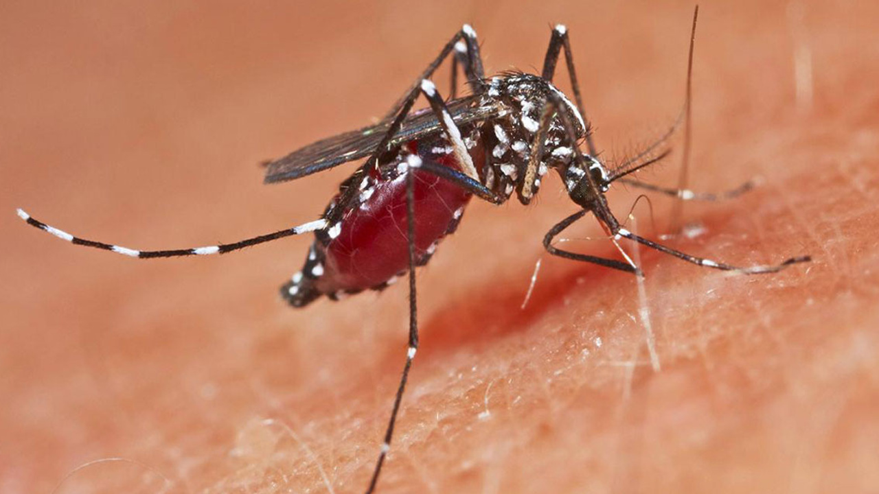 Batı Nil Virüsü nedir?