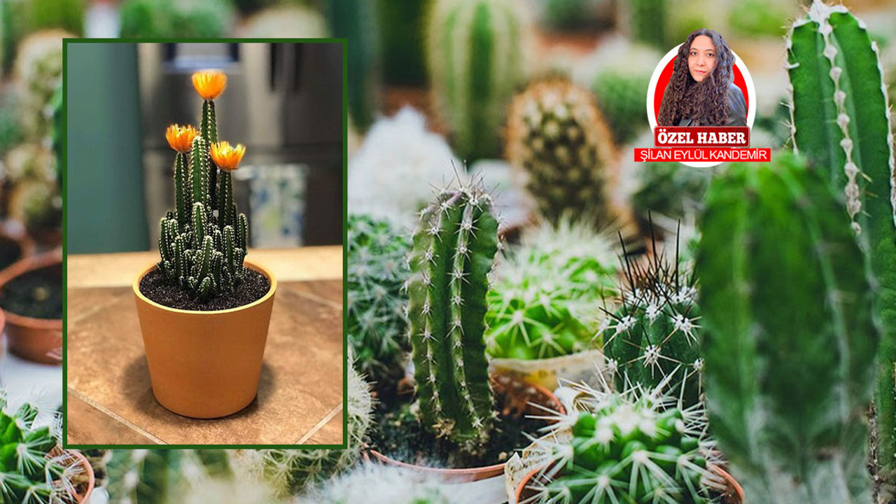 Kaktüsün faydalarını biliyor musunuz?