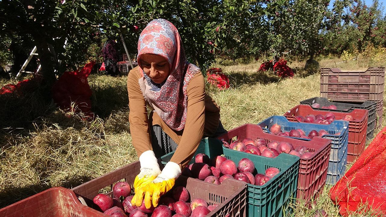 Yozgat'ta işsizliğe can suyu: Tarlalar birleşti!