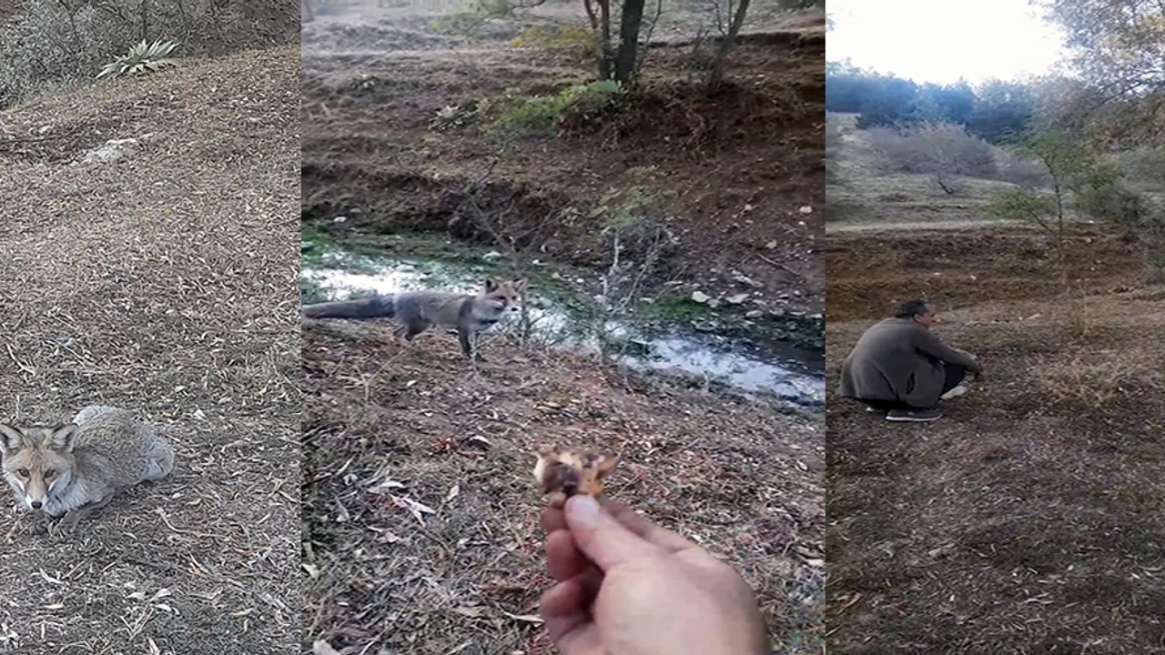 Yozgat’ta yanına gelen tilkiyi besledi