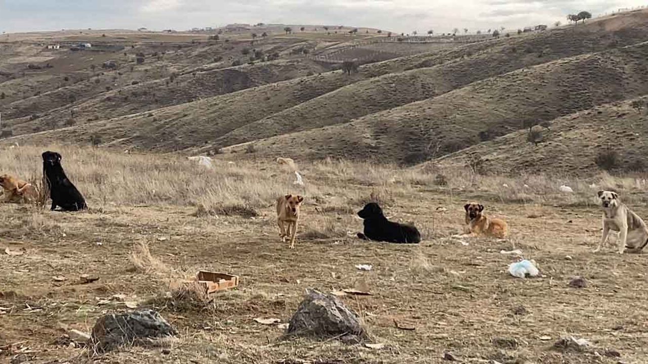 Üç bakanlık başıboş köpek sorunuyla ilgili harekete geçip özel çalışma başlattı