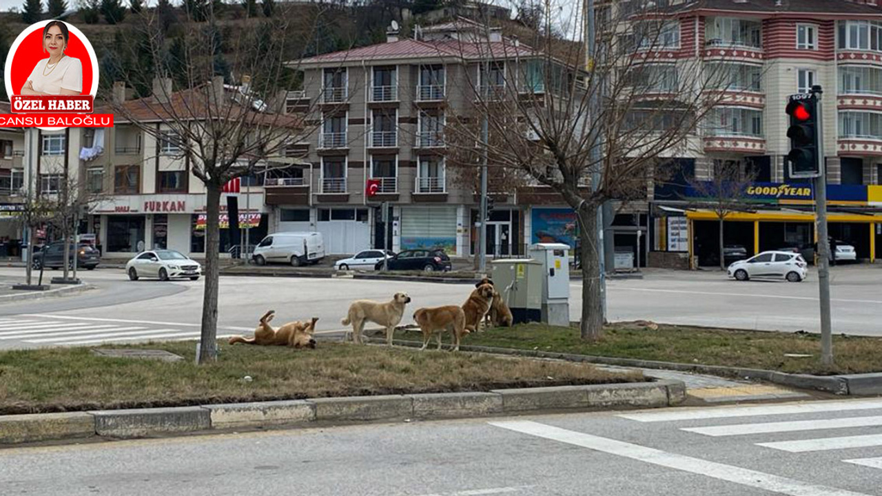 Ankara’da sokak köpeklerinin sayısı artıyor! Gölbaşı’nda korku var!