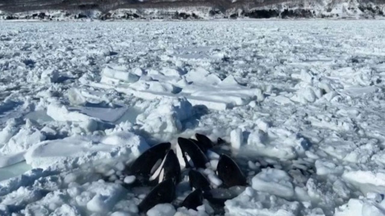 Onlarca balina Japonya'da mahsur kaldı!