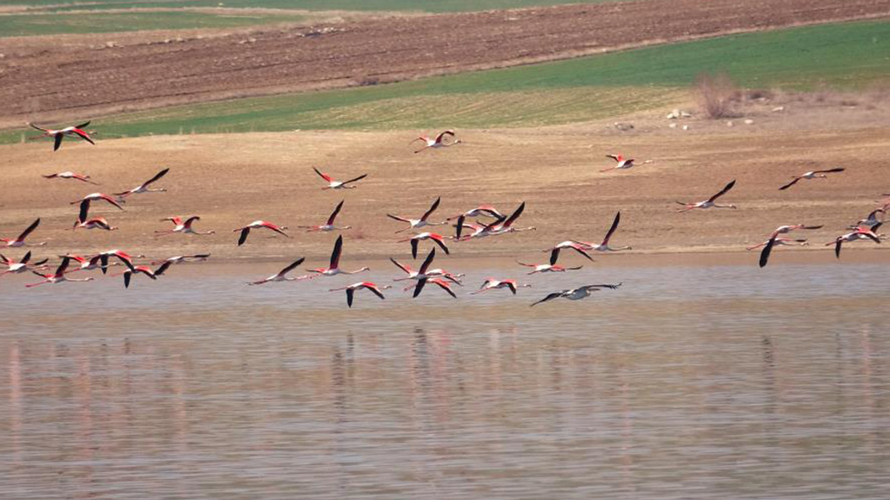 Flamingolar Gelingüllü Barajını renklendirdi