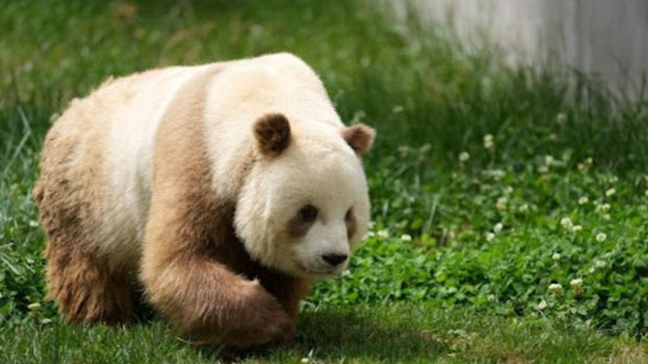 Kahverengi pandaların genetik yapısı çözüldü