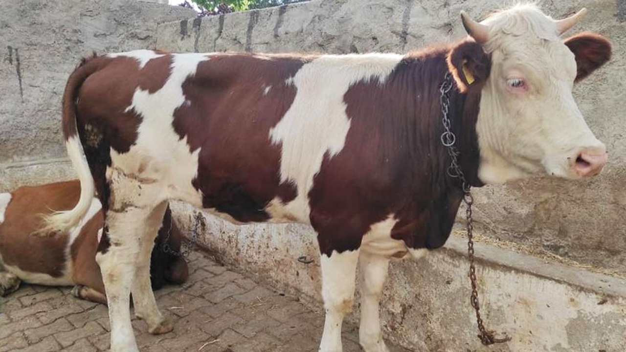 Kuş gribi vakası geri döndü!