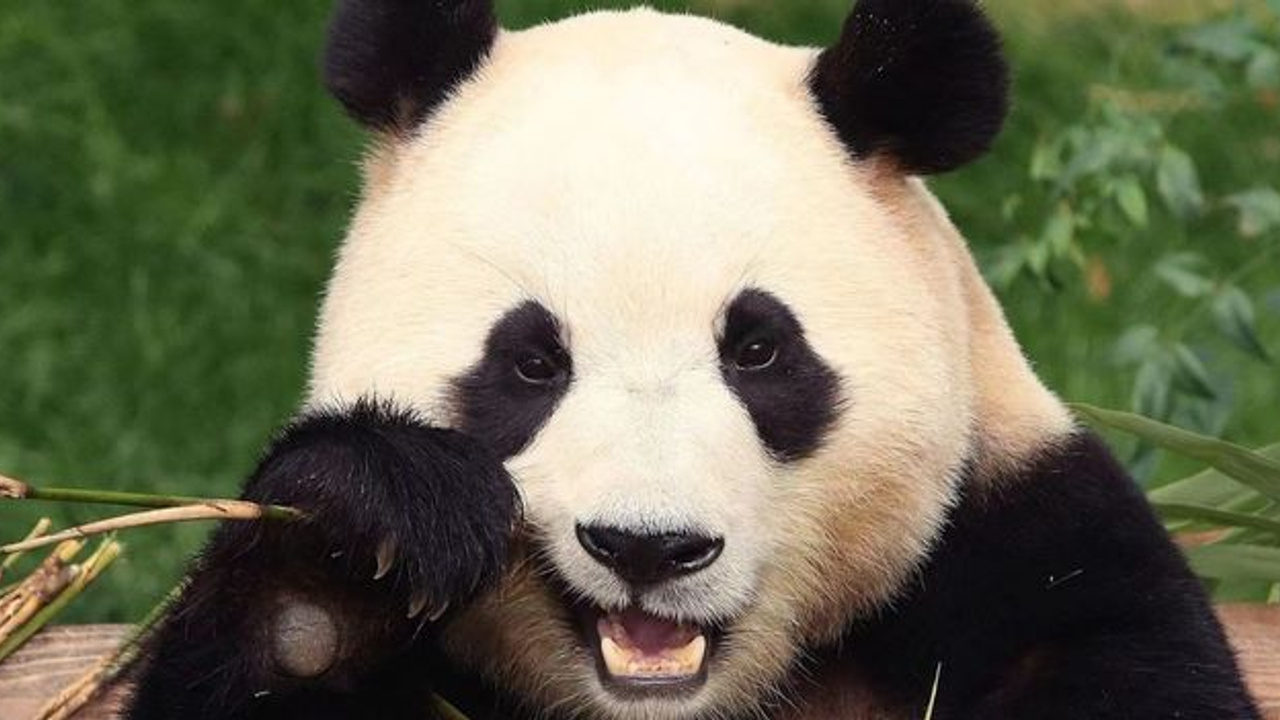 Panda Fubao'nun Çin yolculuğu başladı