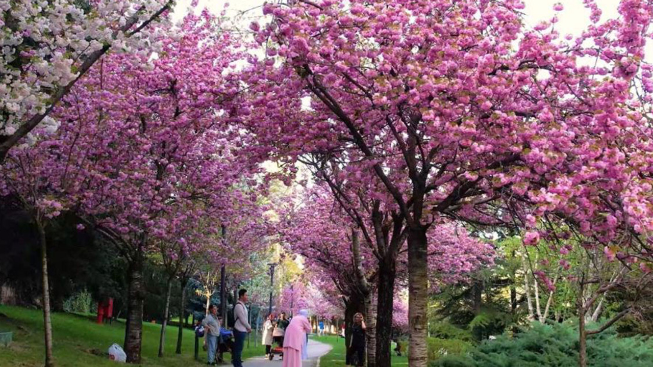 Sakura ağaçları Ankara'da çiçek açtı