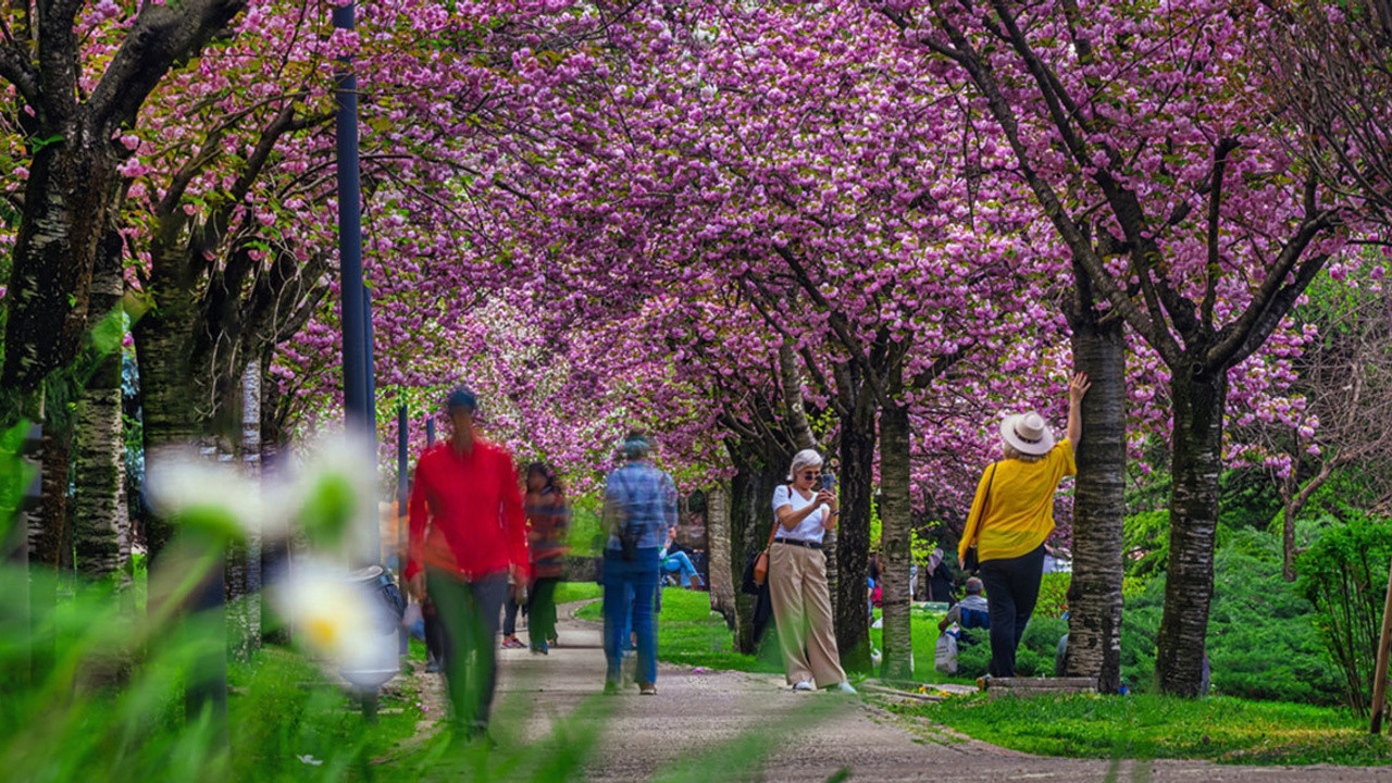 Başkentte çiçek açan Sakura ağaçları büyülüyor