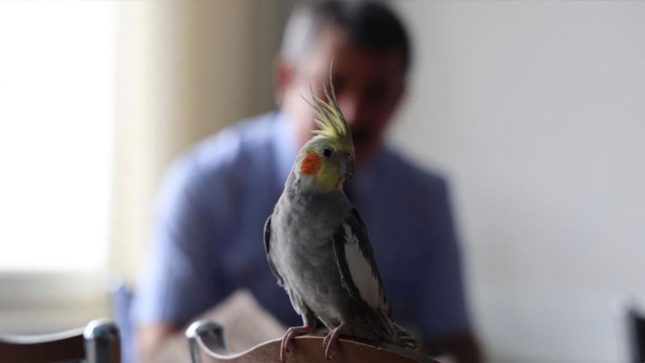 Kırşehir'deki papağan söylediği şarkıyla gündem oldu!
