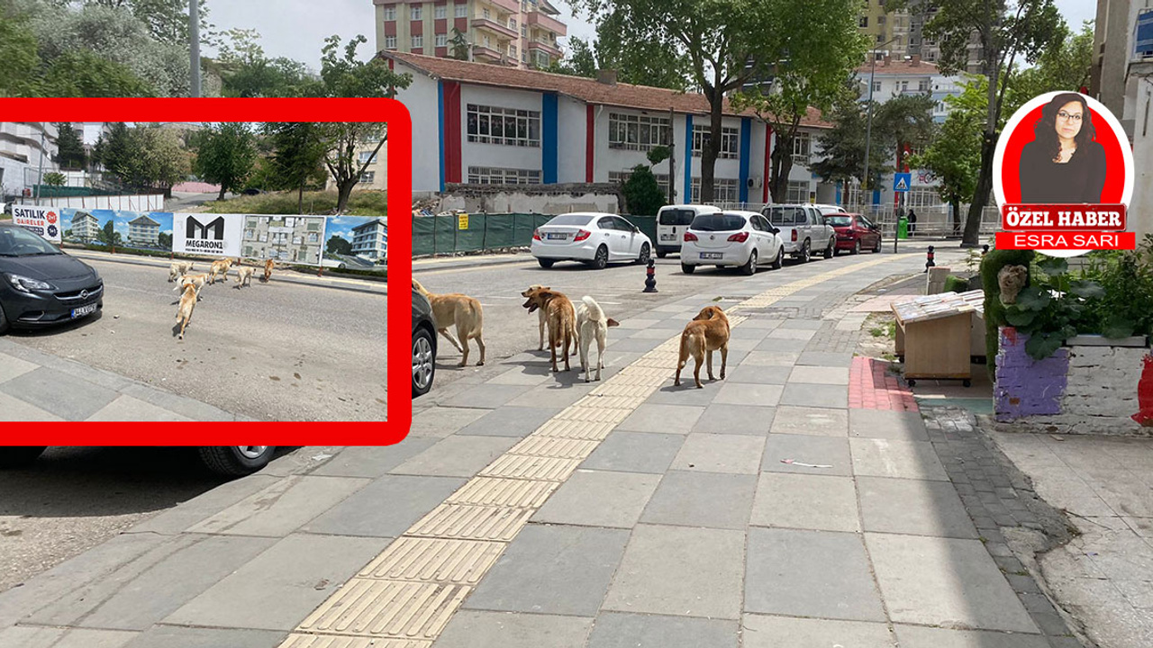 Ankara'da başıboş sokak köpekleri Başkentlilerin korkulu rüyası oldu!