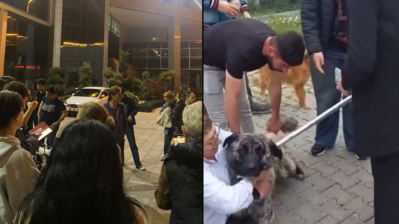 Ankara'nın Gölbaşı ilçesinde sokak köpeklerinin toplanması arbedeye sebep oldu: Hayvanseverler Gölbaşı Belediyesi önünde eylemde