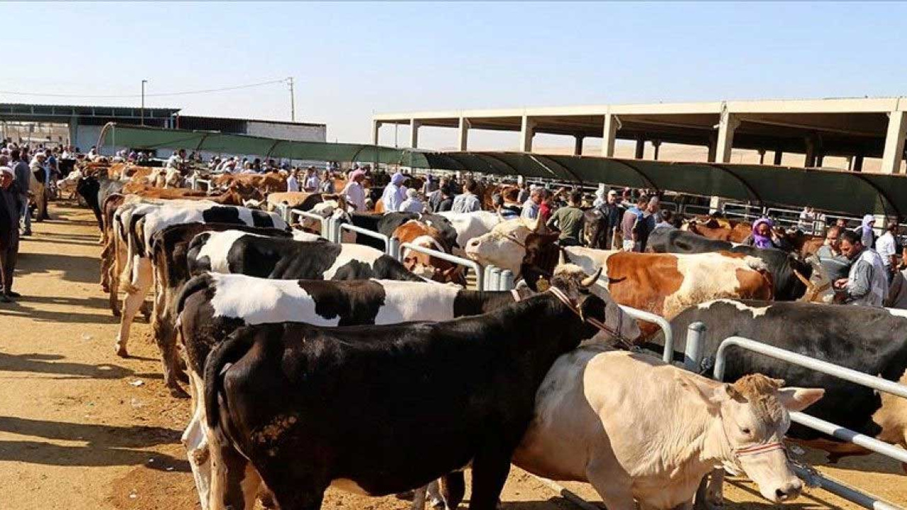 Kurbanlık fiyatları belli oldu!