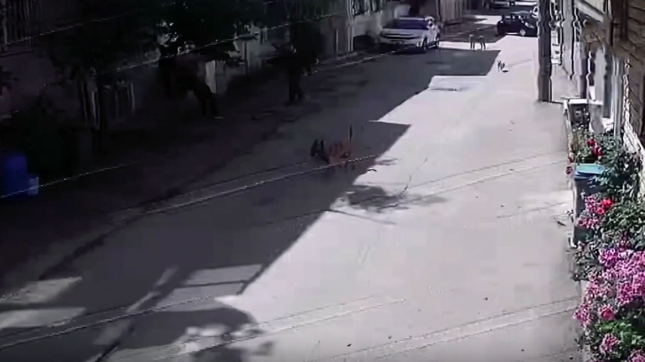 Bursa'da sahipsiz sokak köpekleri 2 çocuğu yaraladı