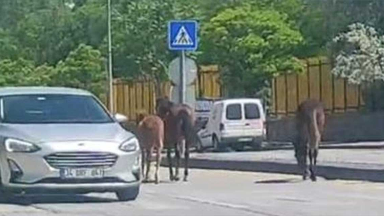 Sokak ortasındaki sahipsiz atlar trafiği kitledi!