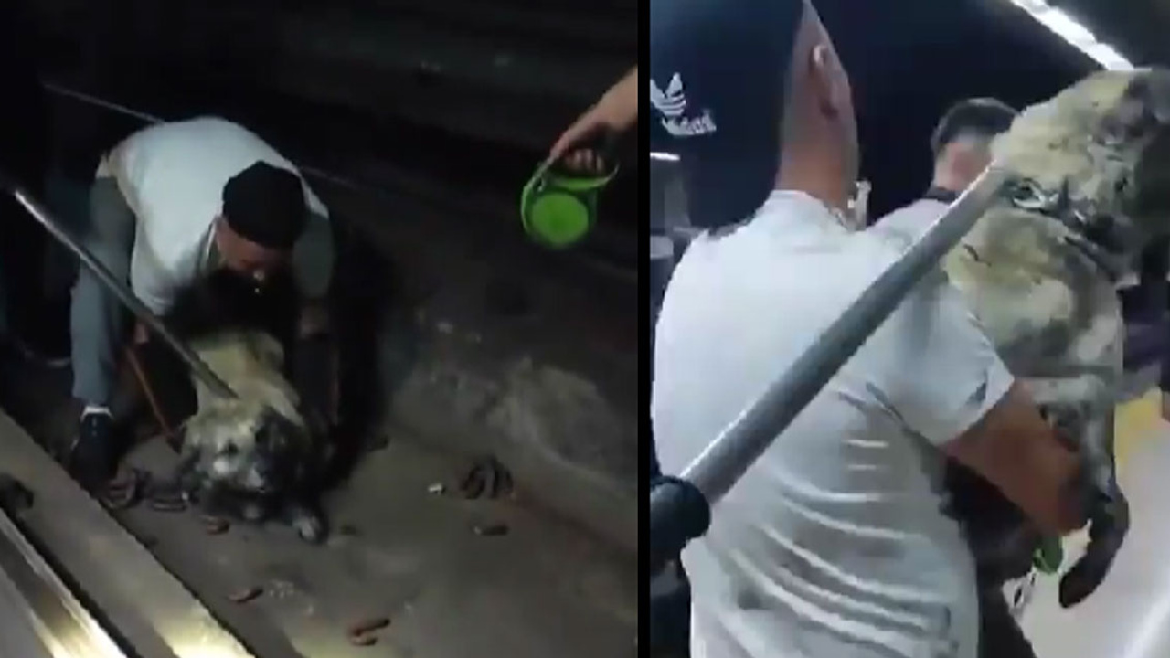 Metronun davetsiz misafiri ortalığı ayağa kaldırdı