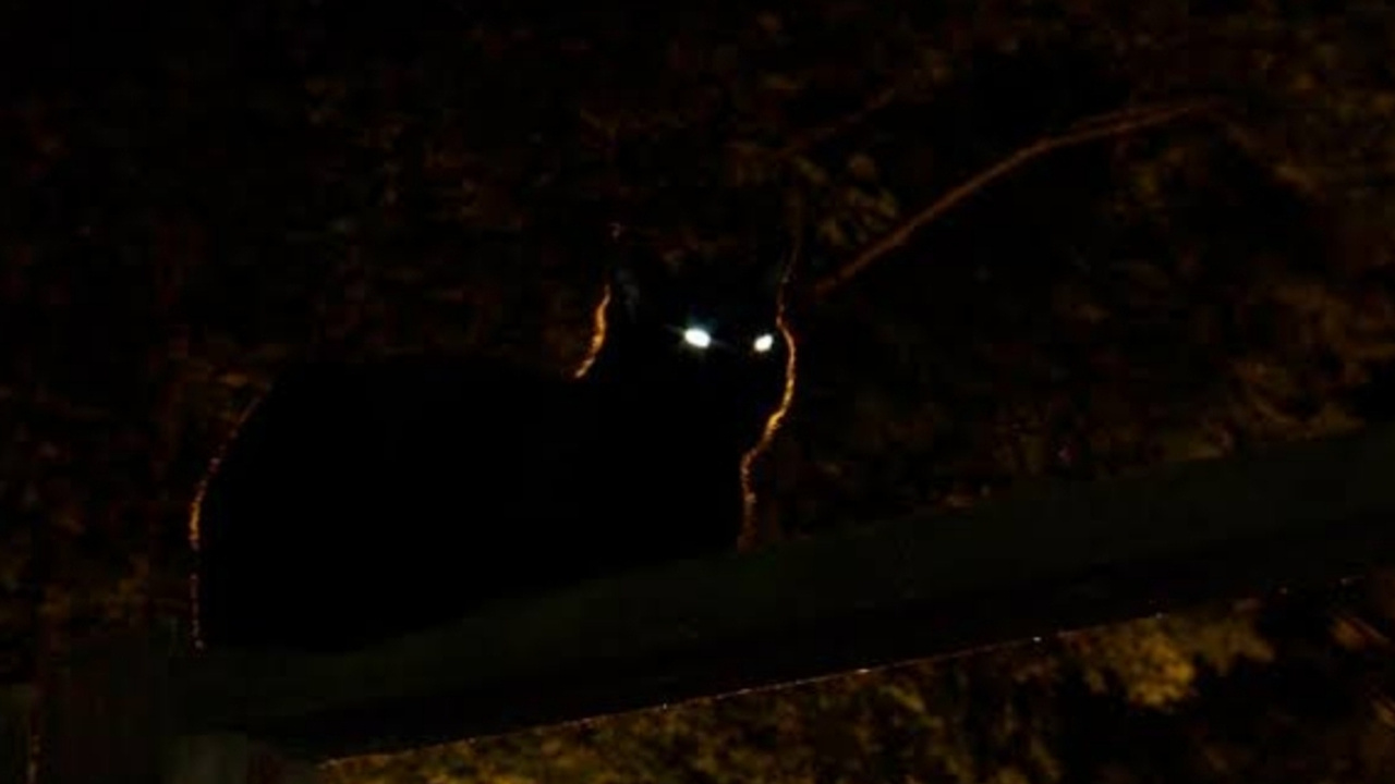 Kedilerin gözleri karanlıkta neden parlar?