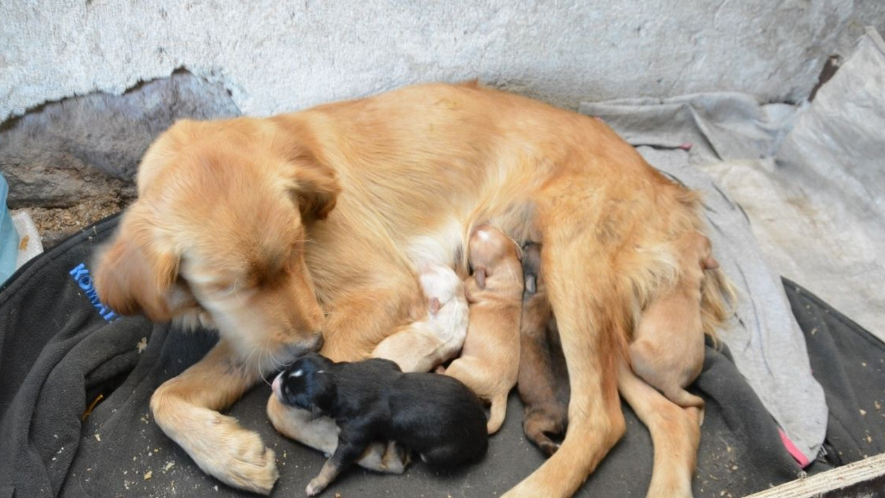 Ekonomi unutuldu!: Gündem sokak hayvanları!