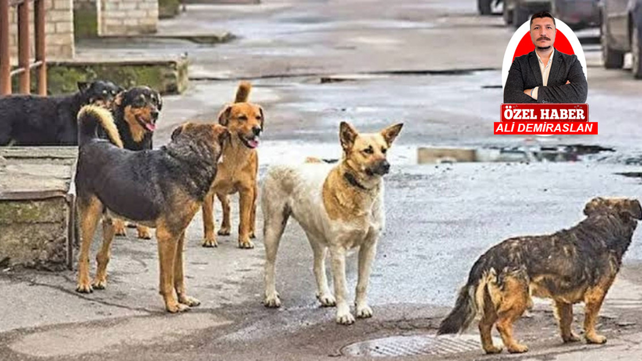 Ankara'daki belediye başkanları hayvan katliamına ne dedi?