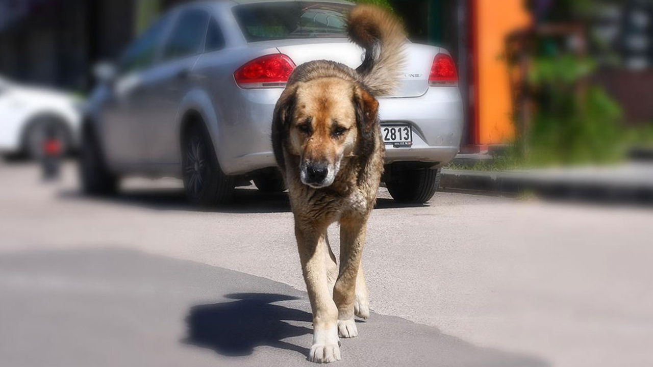 80 yaşındaki yaşlı adama sahipsiz sokak köpekleri saldırdı!