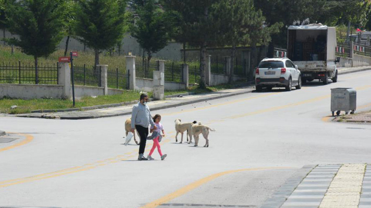 Altındağ'da yaşlı adama sahipsiz köpekler saldırdı!