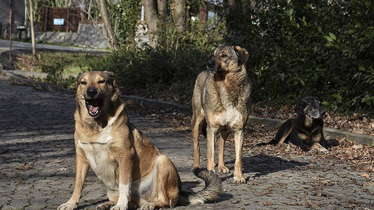 13 yaşındaki çocuğa sahipsiz köpekler saldırdı!