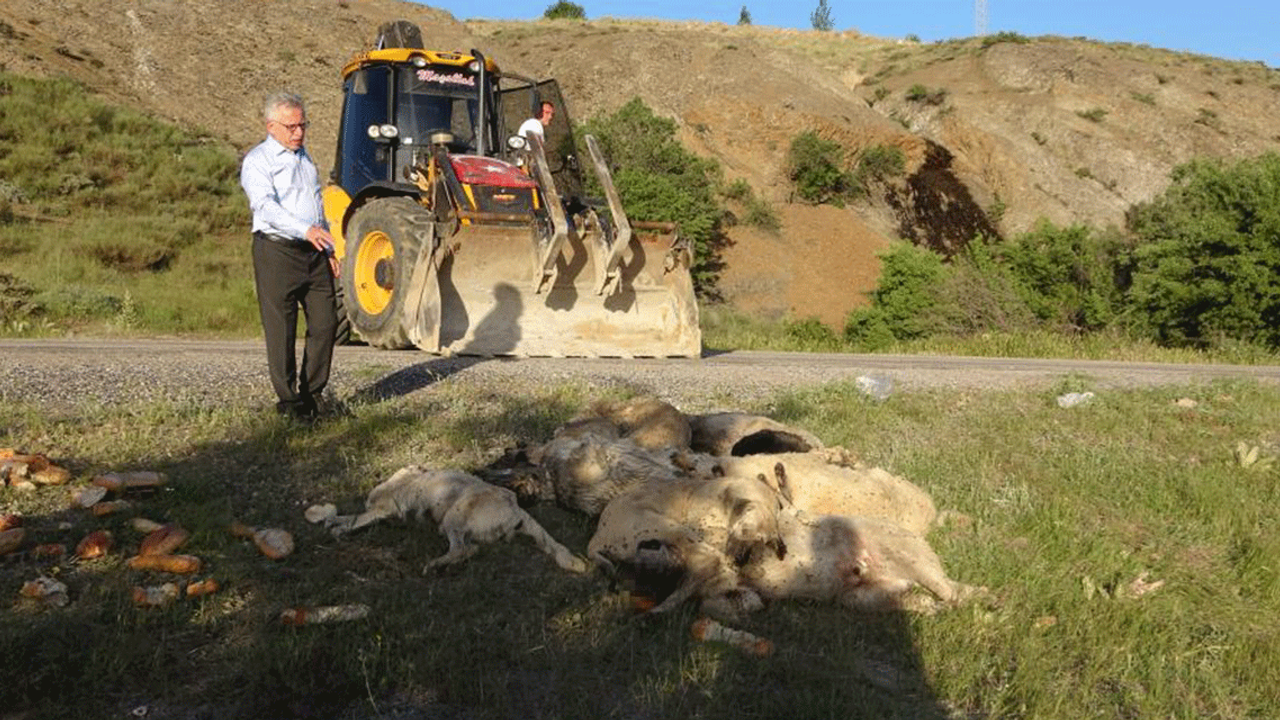 Yozgat'ta vahşet! 20'den fazla sahipsiz köpeği zehirlediler!