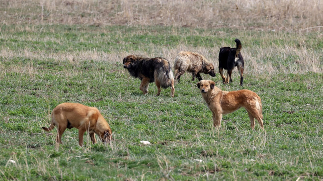 Sahipsiz köpekler anne kedi ve 2 yavrusunu parçaladı!