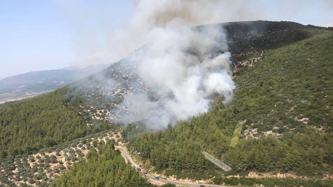 Muğla'da ormanlık alanda yangın