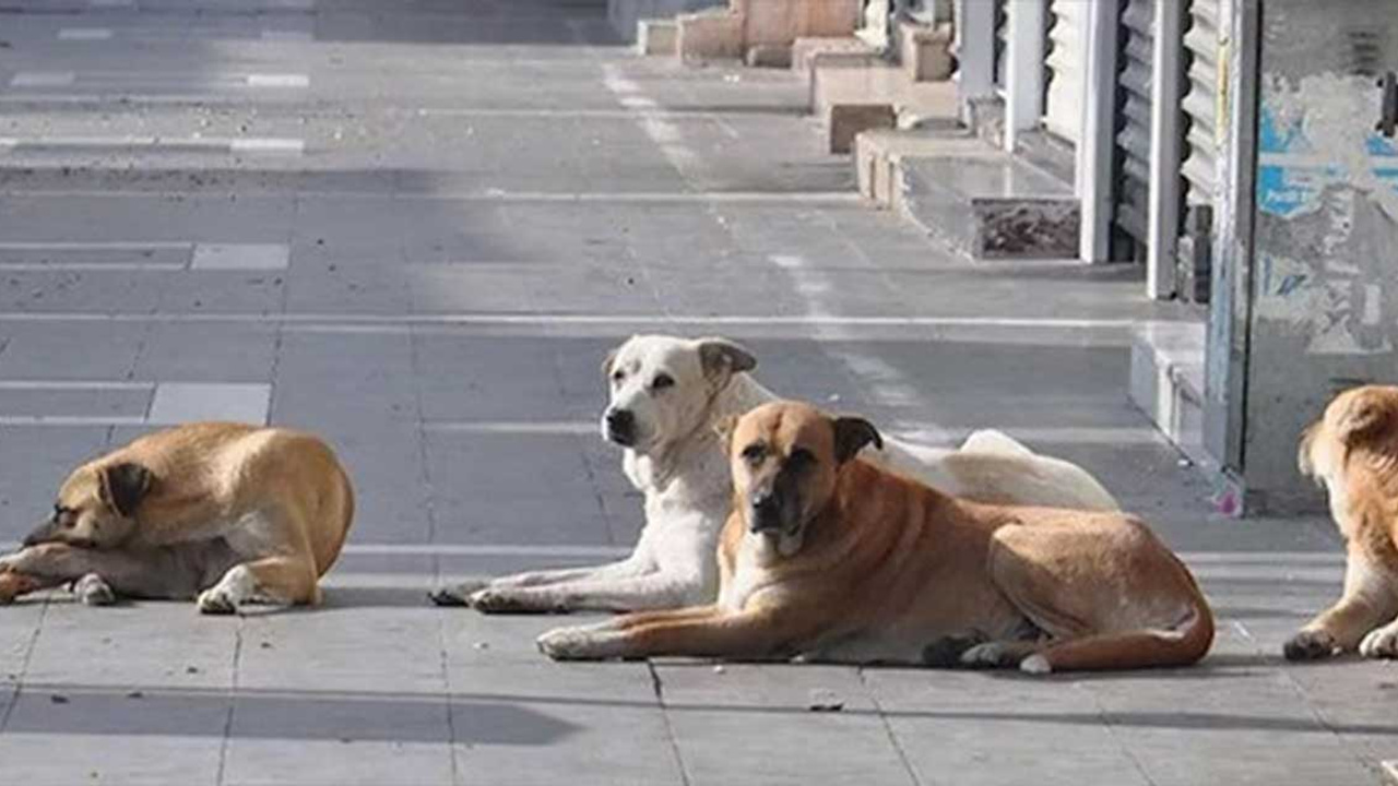 Görme engelli vatandaştan sokak köpeği isyanı!