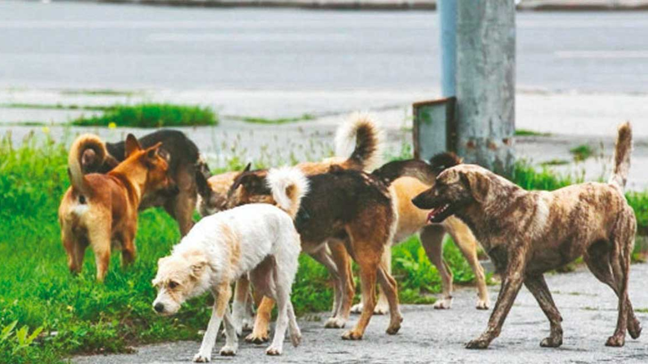 Mamak'ta köpeklerden kaçıp yola atlayan kadın canından oluyordu!