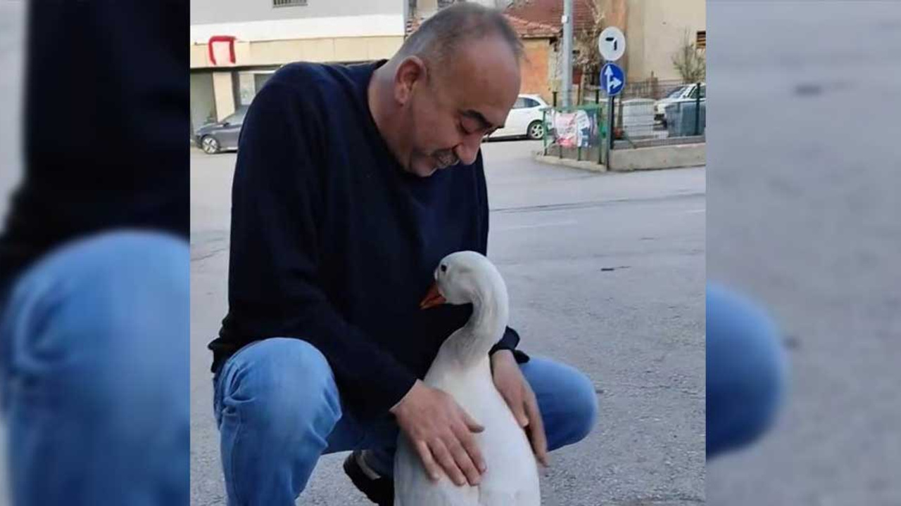 Kendisini sevdirmek isteyen kaz yüzleri gülümsetti