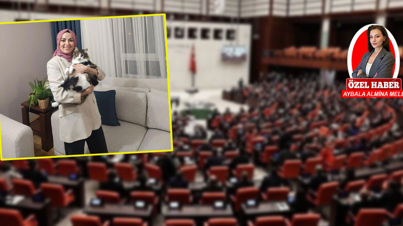 Sokak hayvanlarına yönelik düzenlemede tepkiler sürüyor: Esas sorun uygulanmayan yasalar!