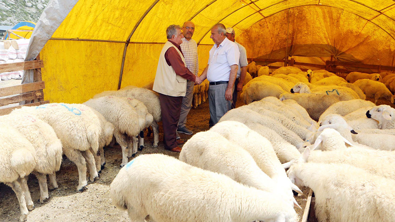 Yenimahalle'de Kurban Bayramı telaşı!