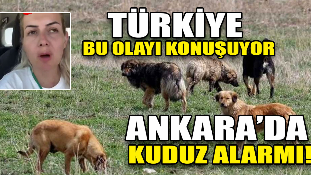 Ankara'ya kuduz köpekleri getiren 1 şahıs tutuklandı