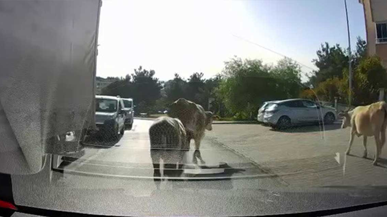 Kurban Bayramı yaklaştı danalar sokağa indi!