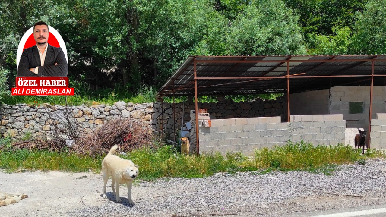 Hayvan severler eleştiriyor: Başıboş sokak köpeklerinin barınaklardaki durumu endişe verici!